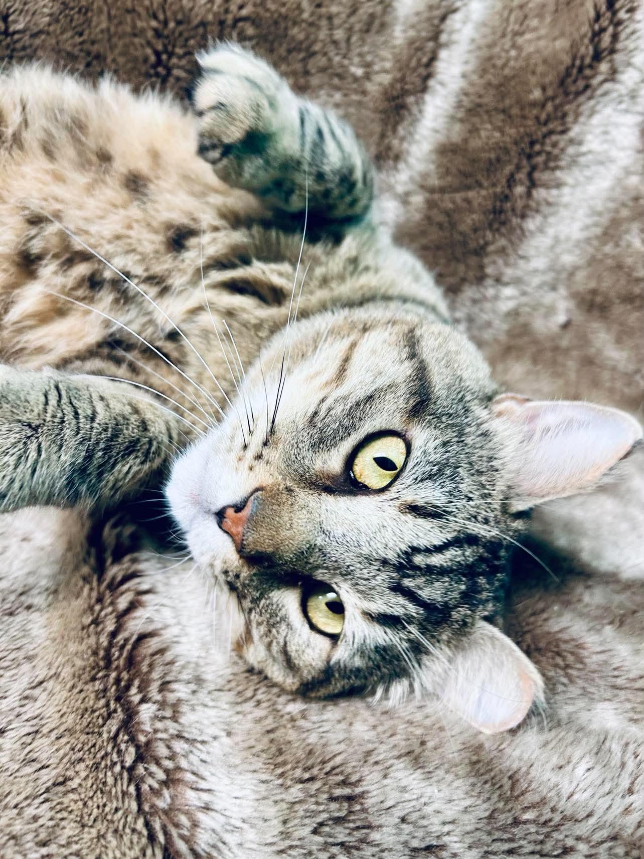 Romeo, a ADOPTABLE Domestic Short Hair in Alexandria, MN image 3/3