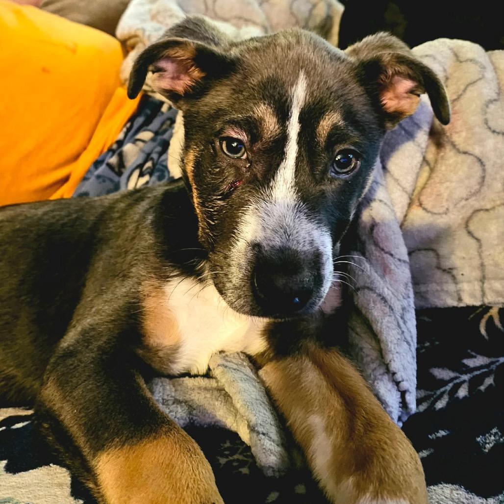 Stormie, Adoptable, Puppy Female Australian Shepherd.