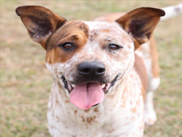 Enlarge A511137, a Adoptable mixed breed in Wilmington, NC image 1/1