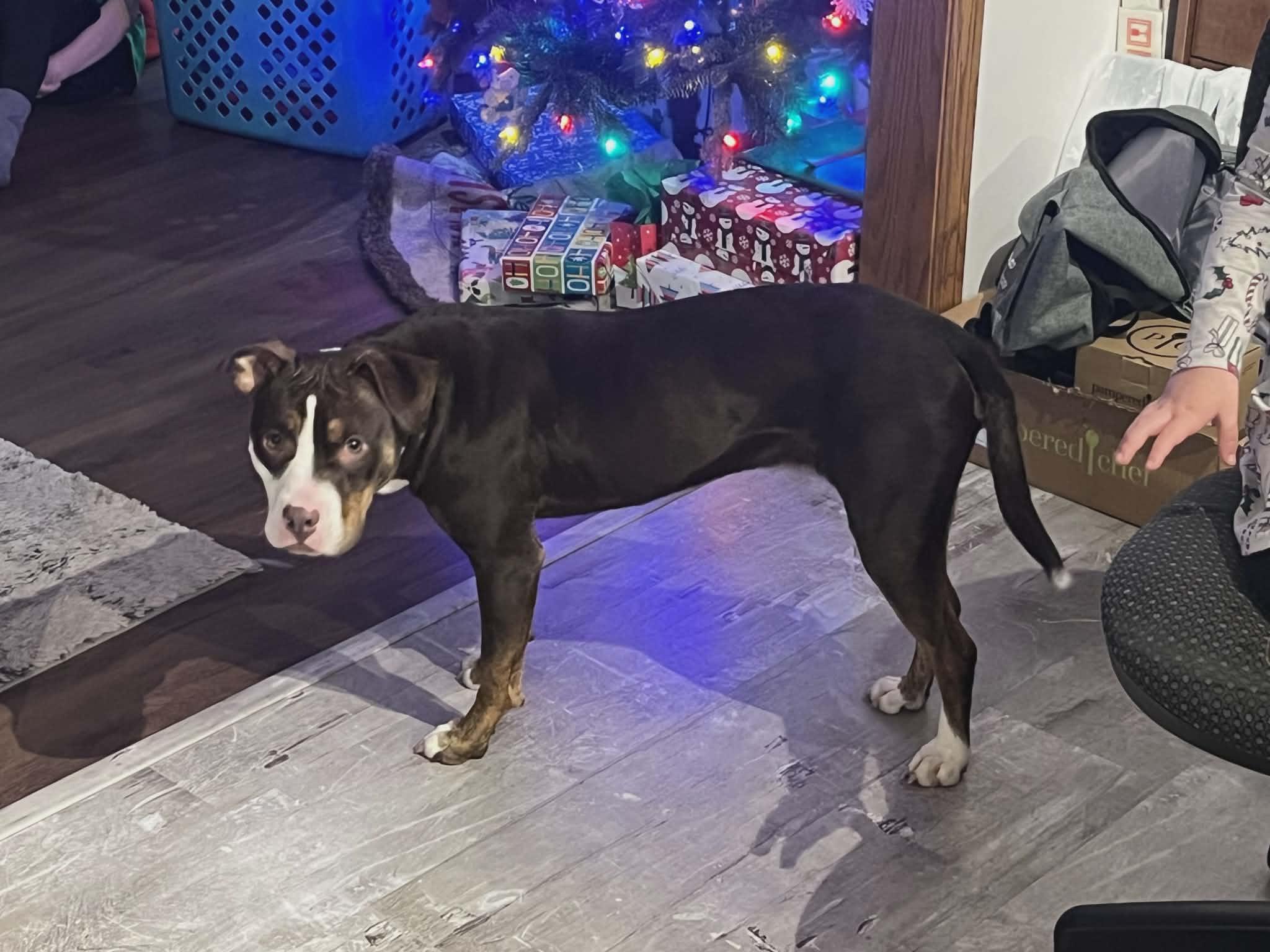 Enlarge Raviolli, an adoptable mixed breed in Sheboygan, WI image 3/3