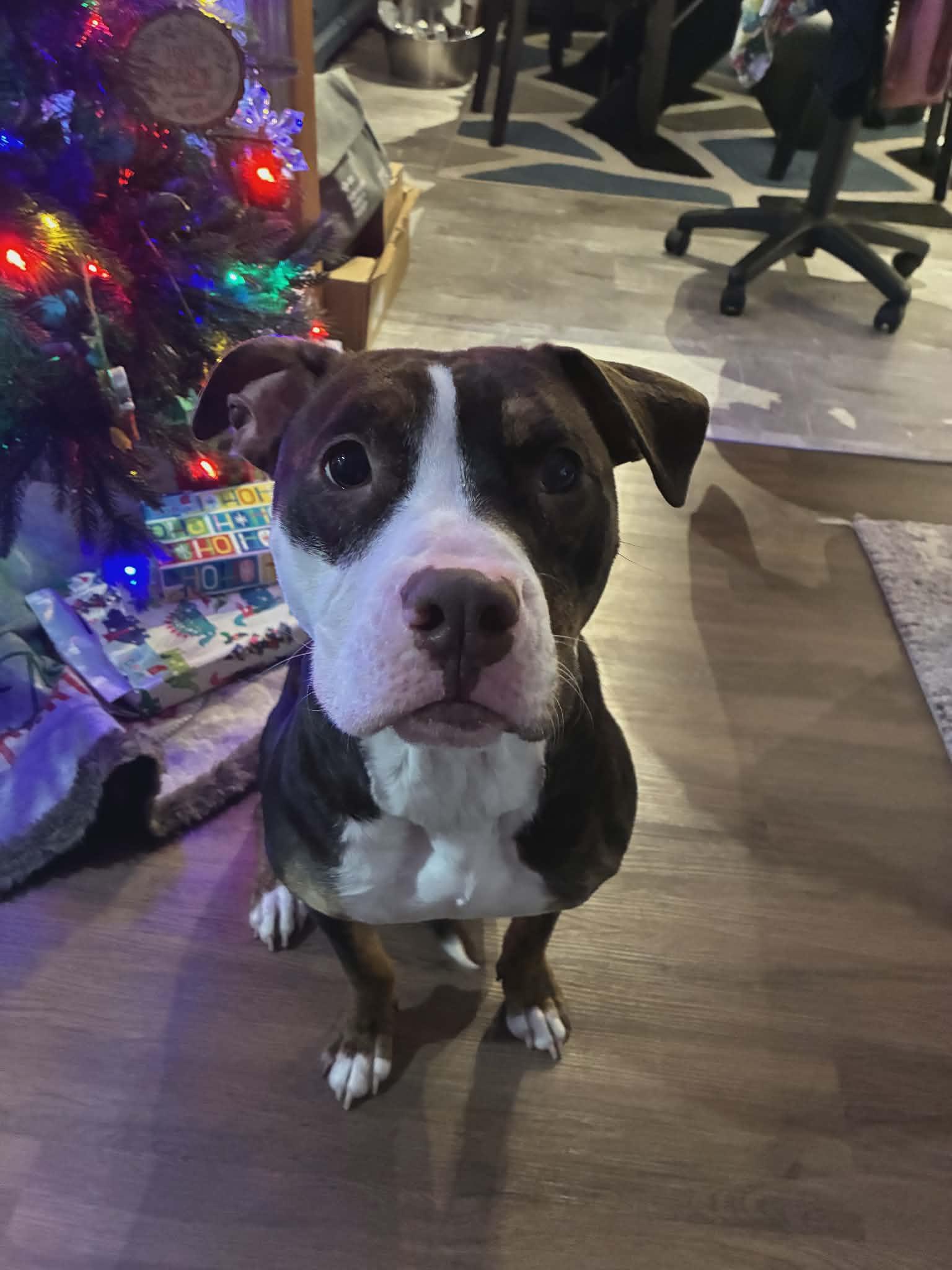 Raviolli, adoptable, Adult Female Terrier.