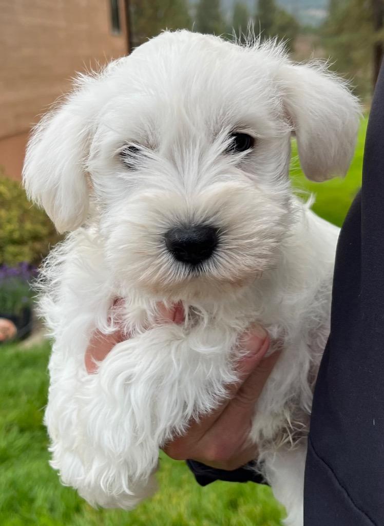 Giovanni, Adoptable, Puppy Male Schnauzer.