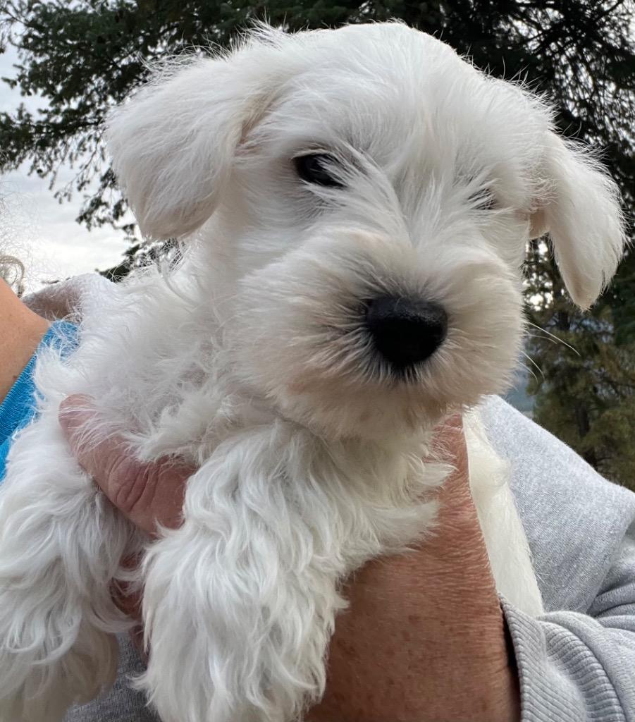 Enlarge Giovanni, a Adoptable Schnauzer in Thompson Falls, MT image 3/3