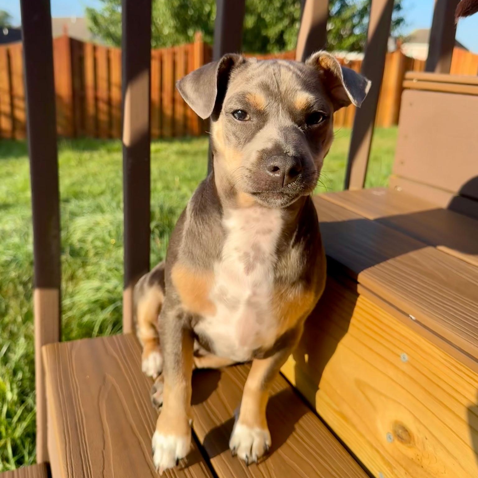 Enlarge Bubba, an adoptable mixed breed in Spring hill, TN image 1/4