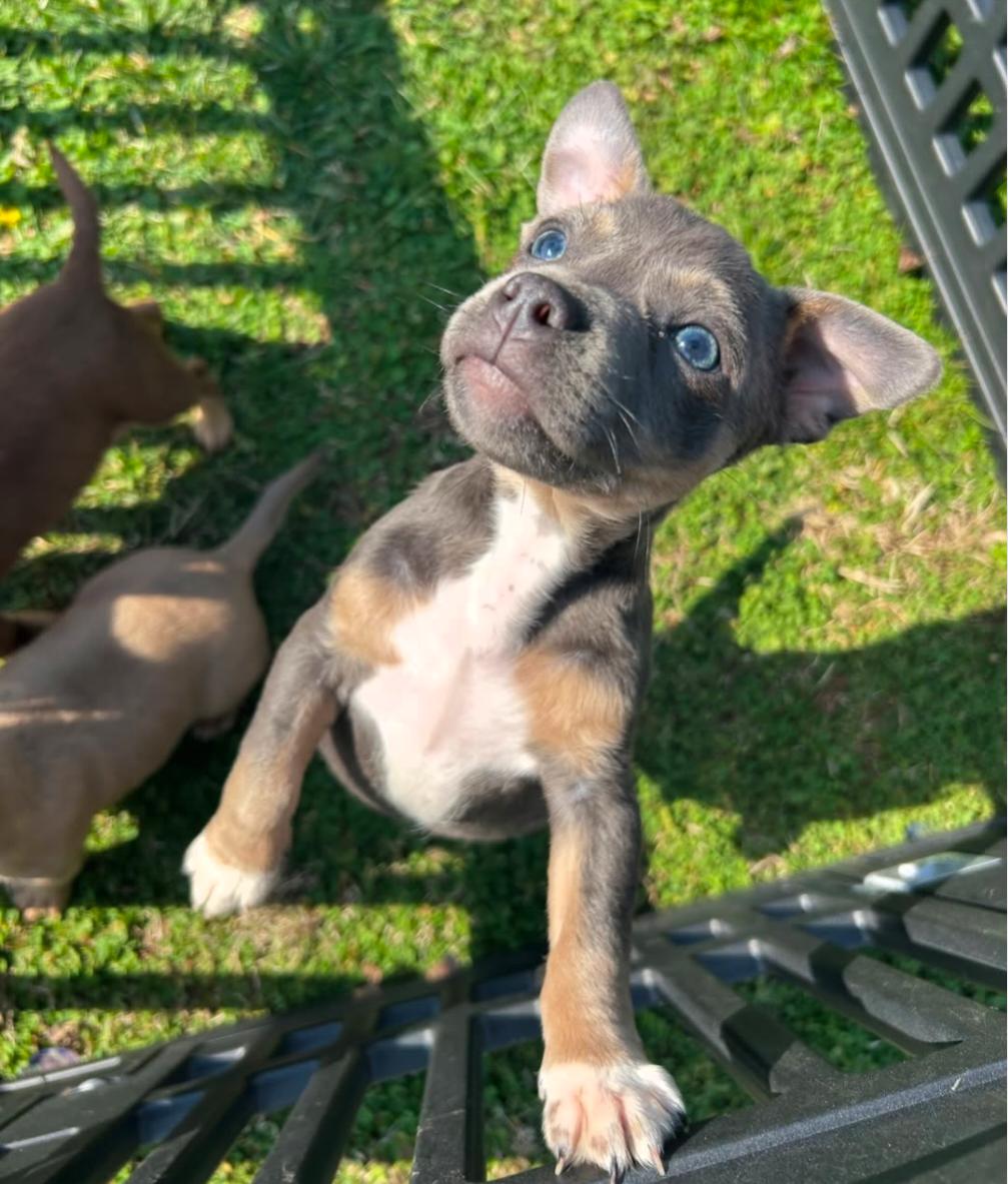 Enlarge Bubba, an adoptable mixed breed in Spring hill, TN image 4/4