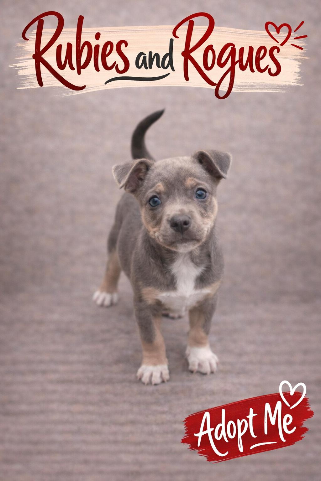 Enlarge Bubba, an adoptable mixed breed in Spring hill, TN image 2/4