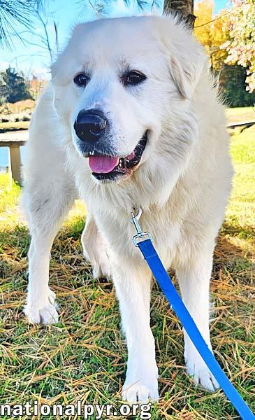 Oweh in KY - Loves Toys & Playing With Dogs!