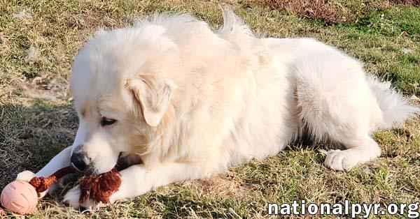 Oweh in KY - Loves Toys & Playing With Dogs!