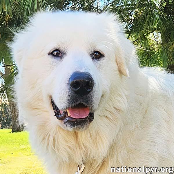 Oweh in KY - Loves Toys & Playing With Dogs!