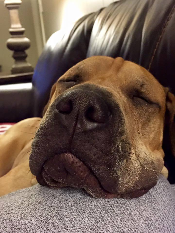 Maximus, a Adoptable mixed breed in Memphis, TN image 5/6