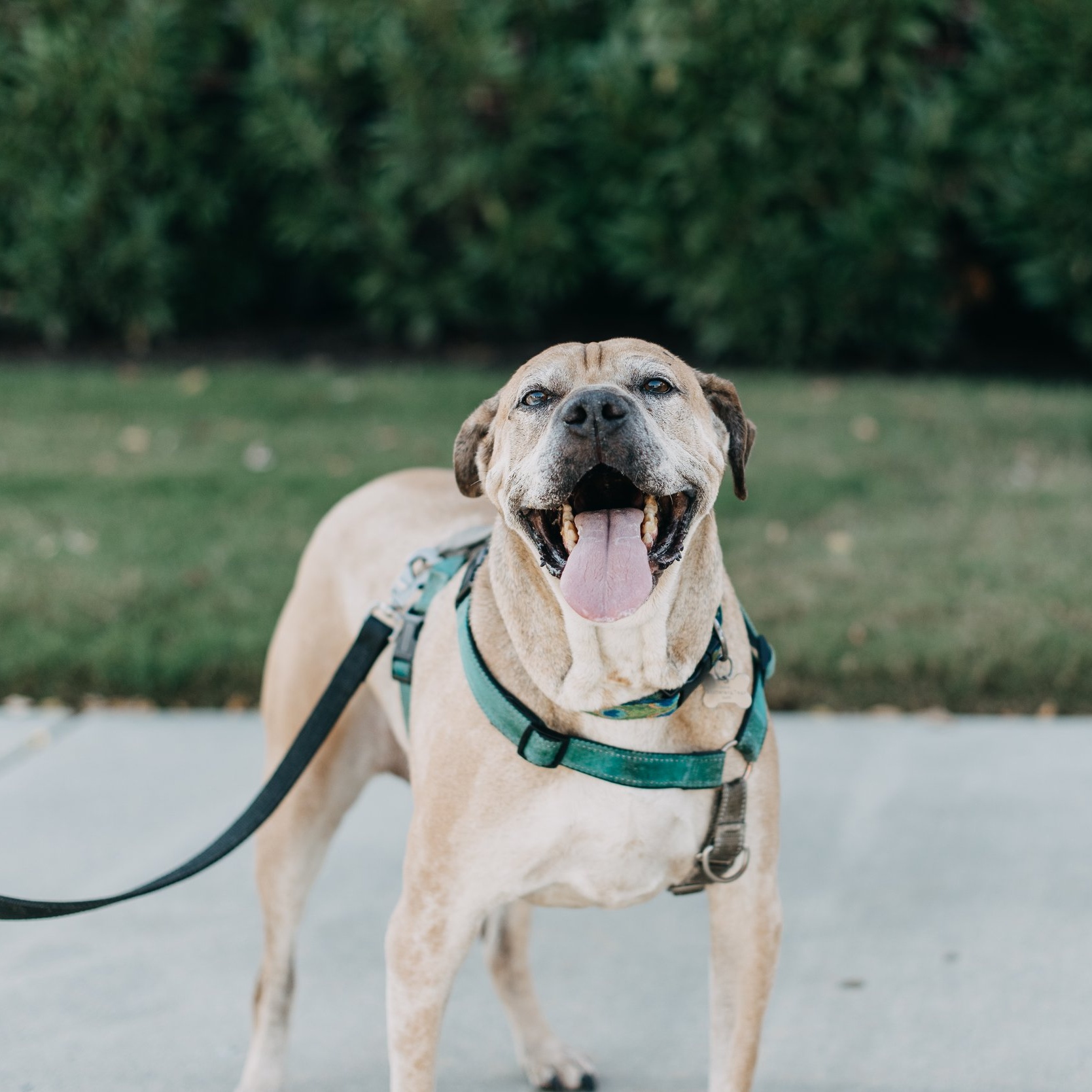 Maximus, a Adoptable mixed breed in Memphis, TN image 4/6