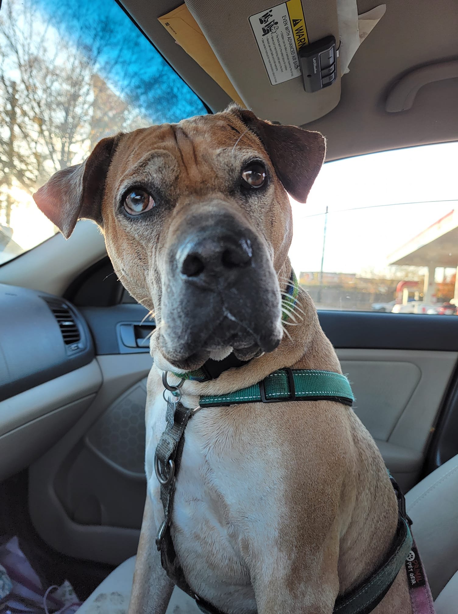 Maximus, a Adoptable mixed breed in Memphis, TN image 2/6