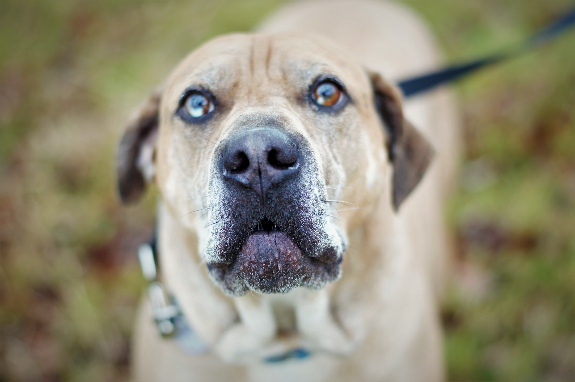 Maximus, a Adoptable mixed breed in Memphis, TN image 6/6
