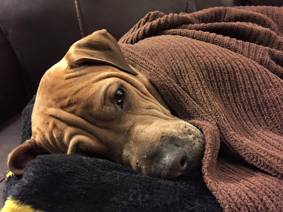 Maximus, a Adoptable mixed breed in Memphis, TN image 3/6