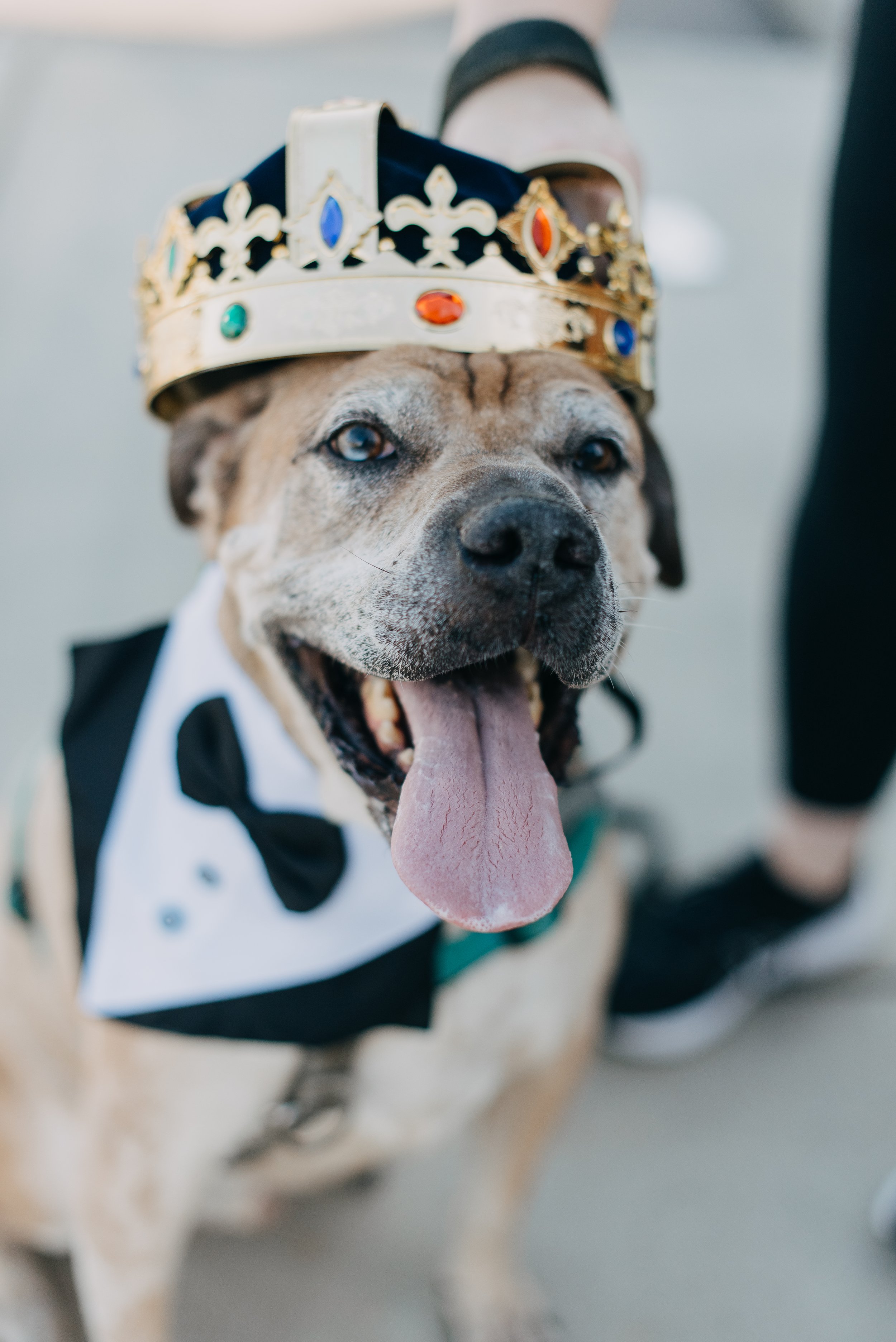 Maximus, a Adoptable mixed breed in Memphis, TN image 1/6