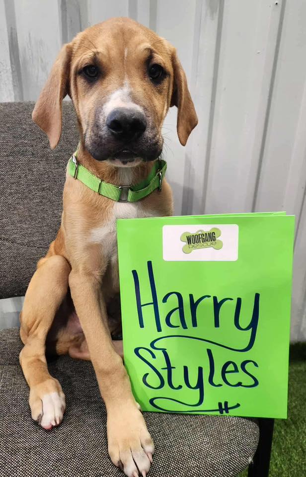 Harry Styles thumbnail 3
