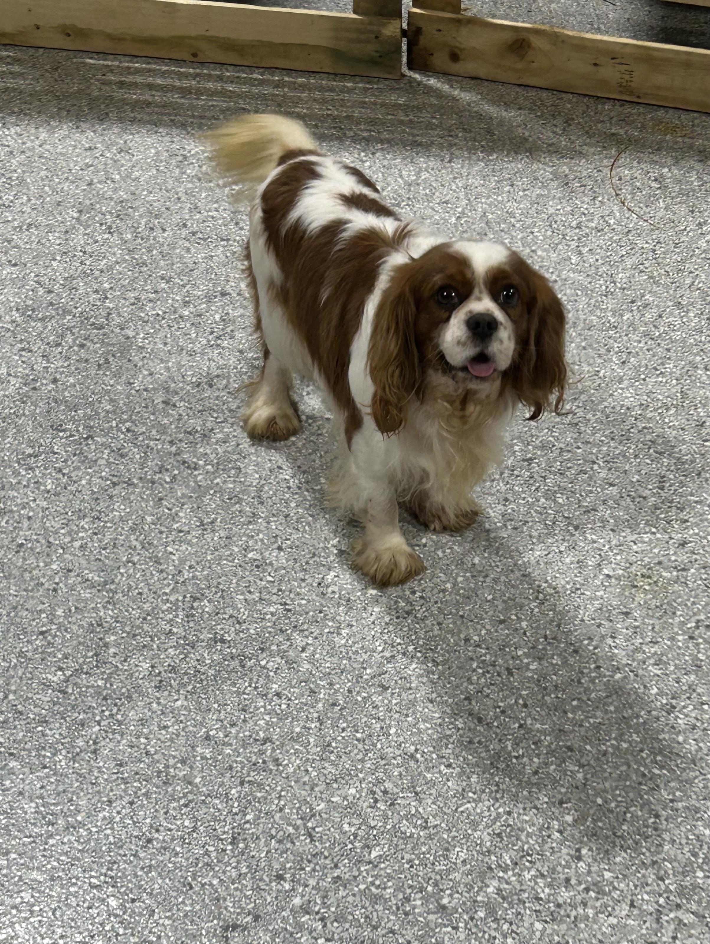 Enlarge Carson. Chill. Laid back , a Adoptable Cavalier King Charles Spaniel in Antwerp, OH image 1/2