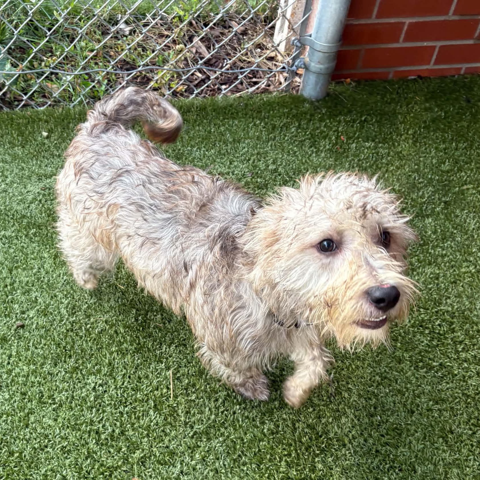 Enlarge Quinn, a Adopted mixed breed in Oxford, MI image 2/4