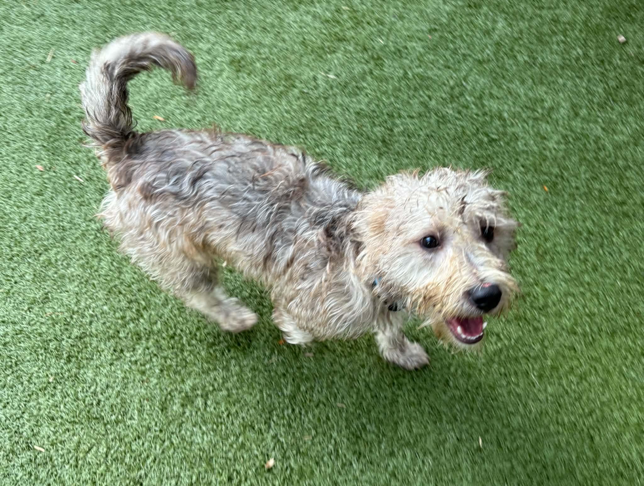 Enlarge Quinn, a Adopted mixed breed in Oxford, MI image 4/4