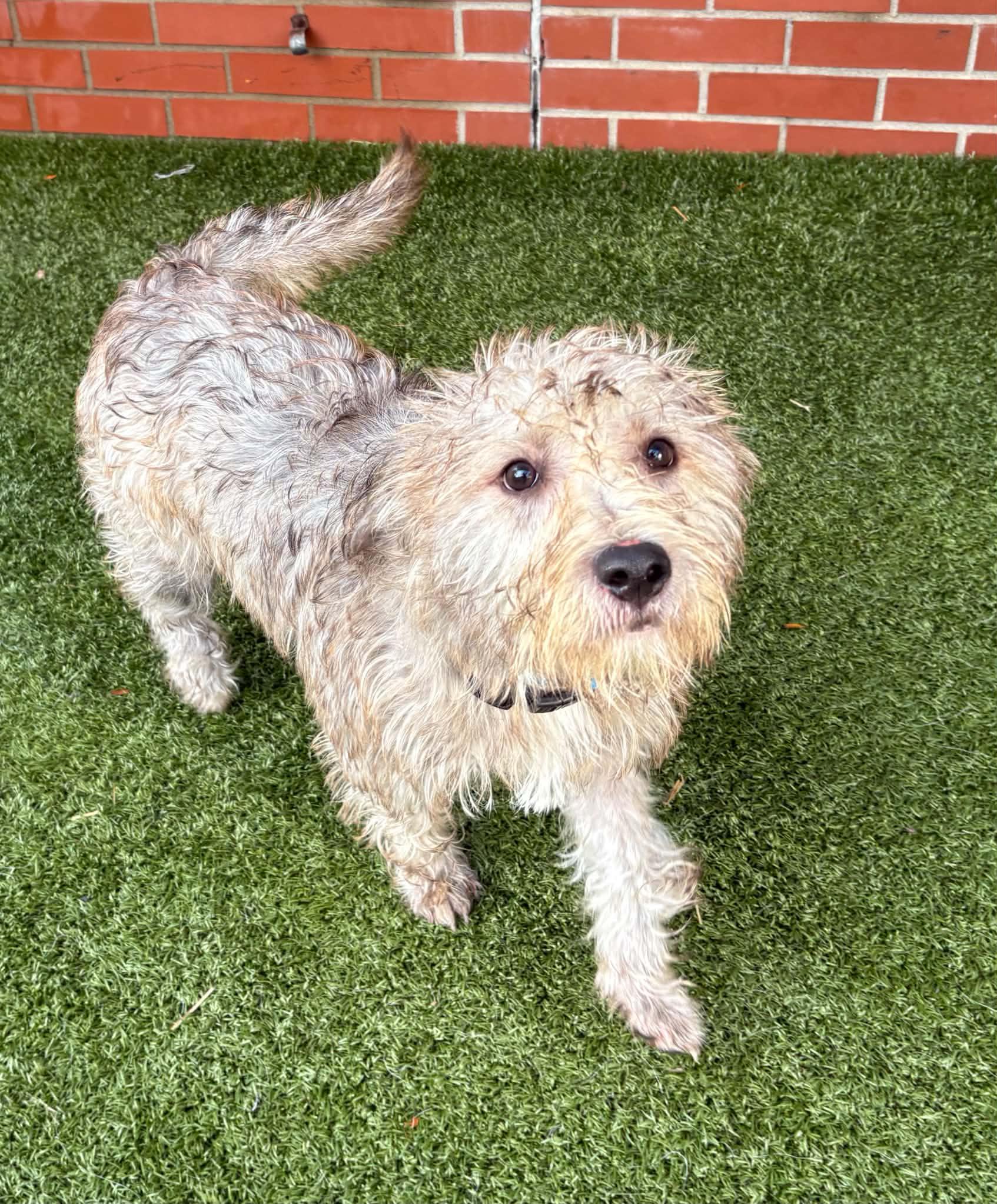 Quinn, Adopted, Young Male Cairn Terrier & Mixed Breed.