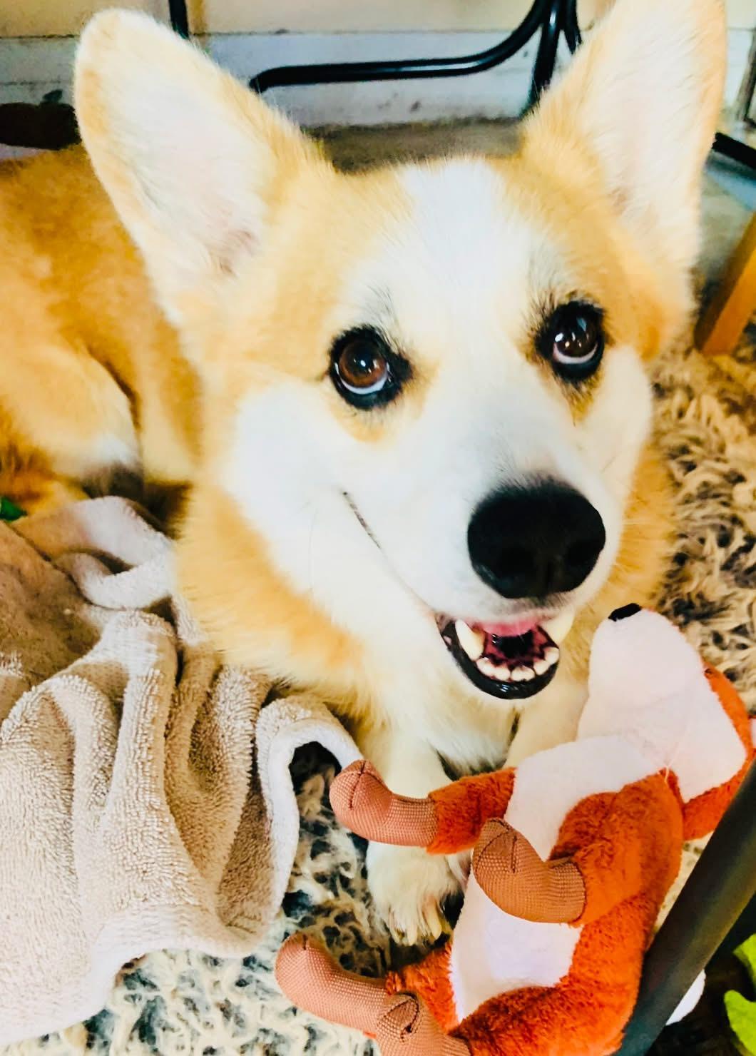 Dex, a Adoptable Pembroke Welsh Corgi in Toluca Lake, CA image 1/5
