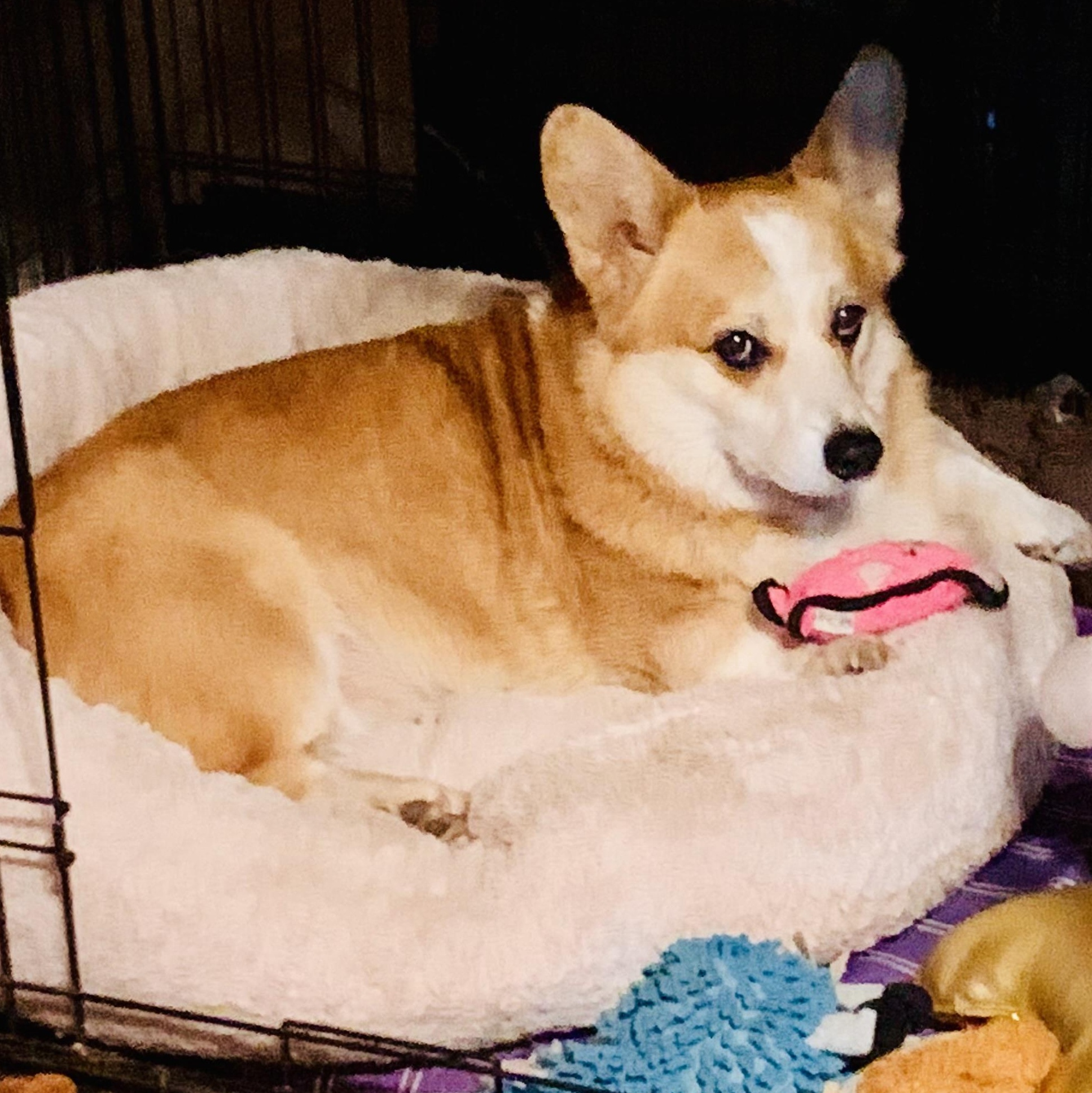 Dex, a Adoptable Pembroke Welsh Corgi in Toluca Lake, CA image 2/5