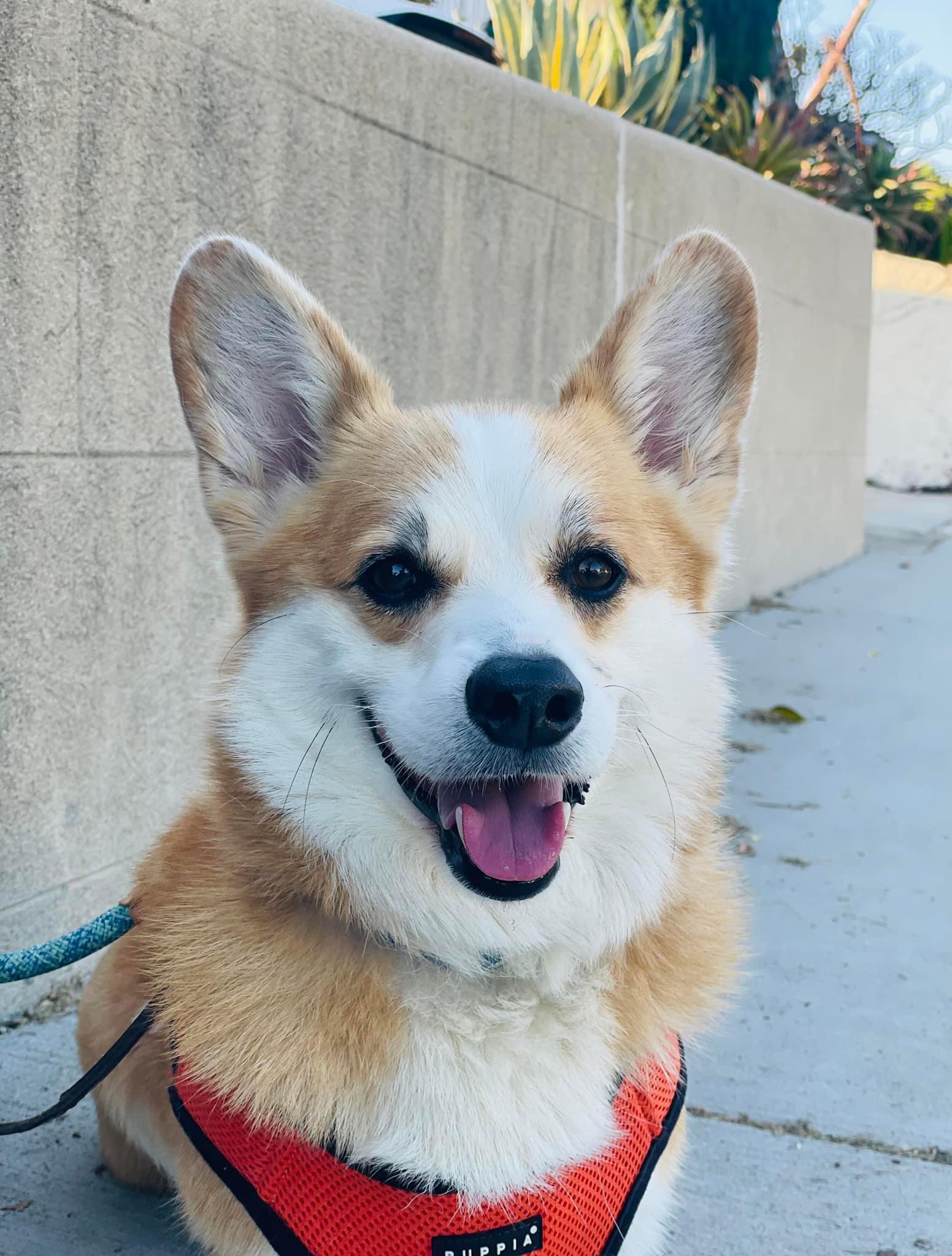Dex, a Adoptable Pembroke Welsh Corgi in Toluca Lake, CA image 3/5