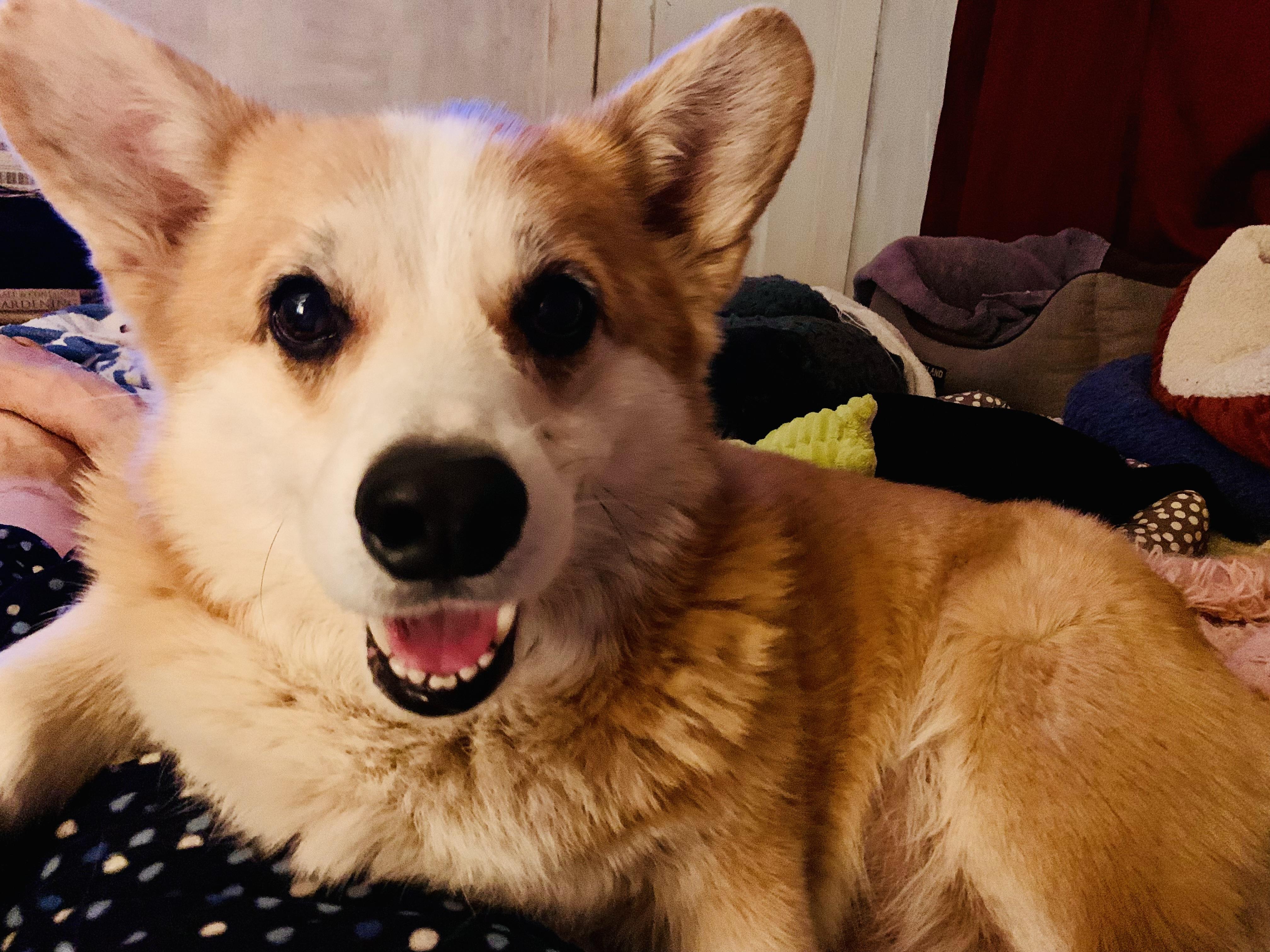 Dex, a Adoptable Pembroke Welsh Corgi in Toluca Lake, CA image 4/5