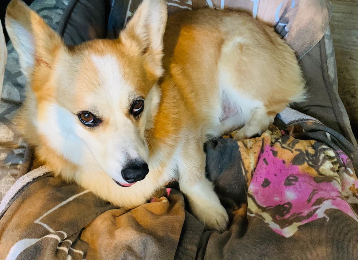 Dex, a Adoptable Pembroke Welsh Corgi in Toluca Lake, CA image 5/5