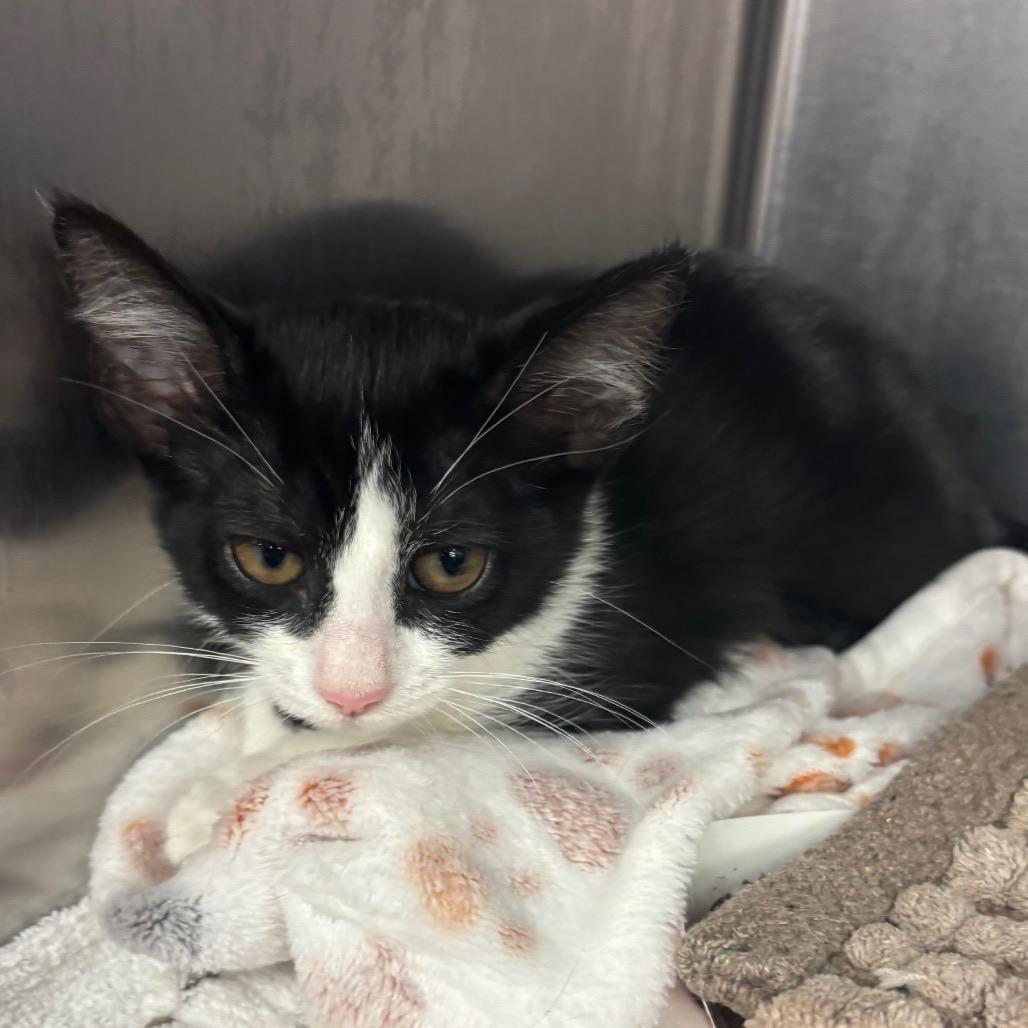 Shadow, Adoptable, Kitten Female Domestic Short Hair.