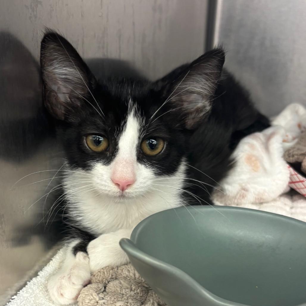 Enlarge Shadow, a Adoptable Domestic Short Hair in Redwood City, CA image 2/6