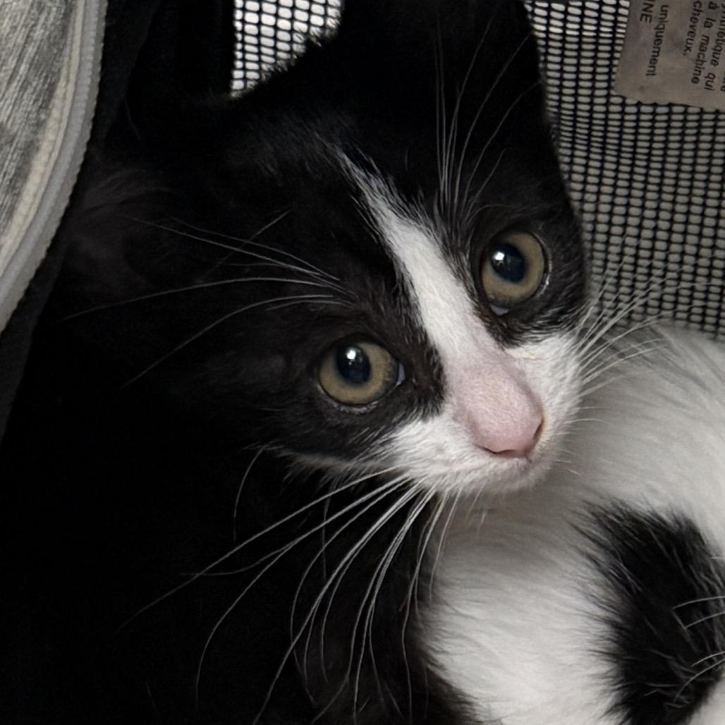 Enlarge Shadow, a Adoptable Domestic Short Hair in Redwood City, CA image 3/6