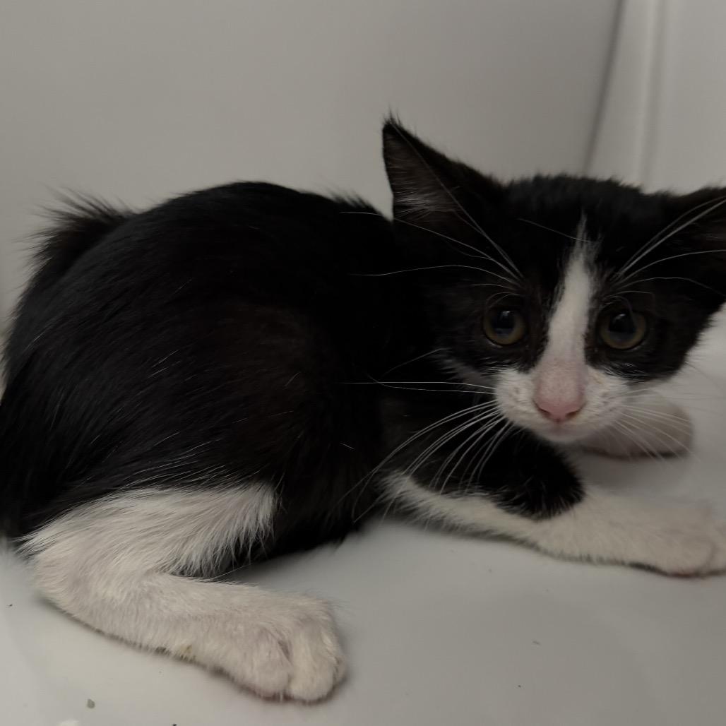 Enlarge Shadow, a Adoptable Domestic Short Hair in Redwood City, CA image 5/6