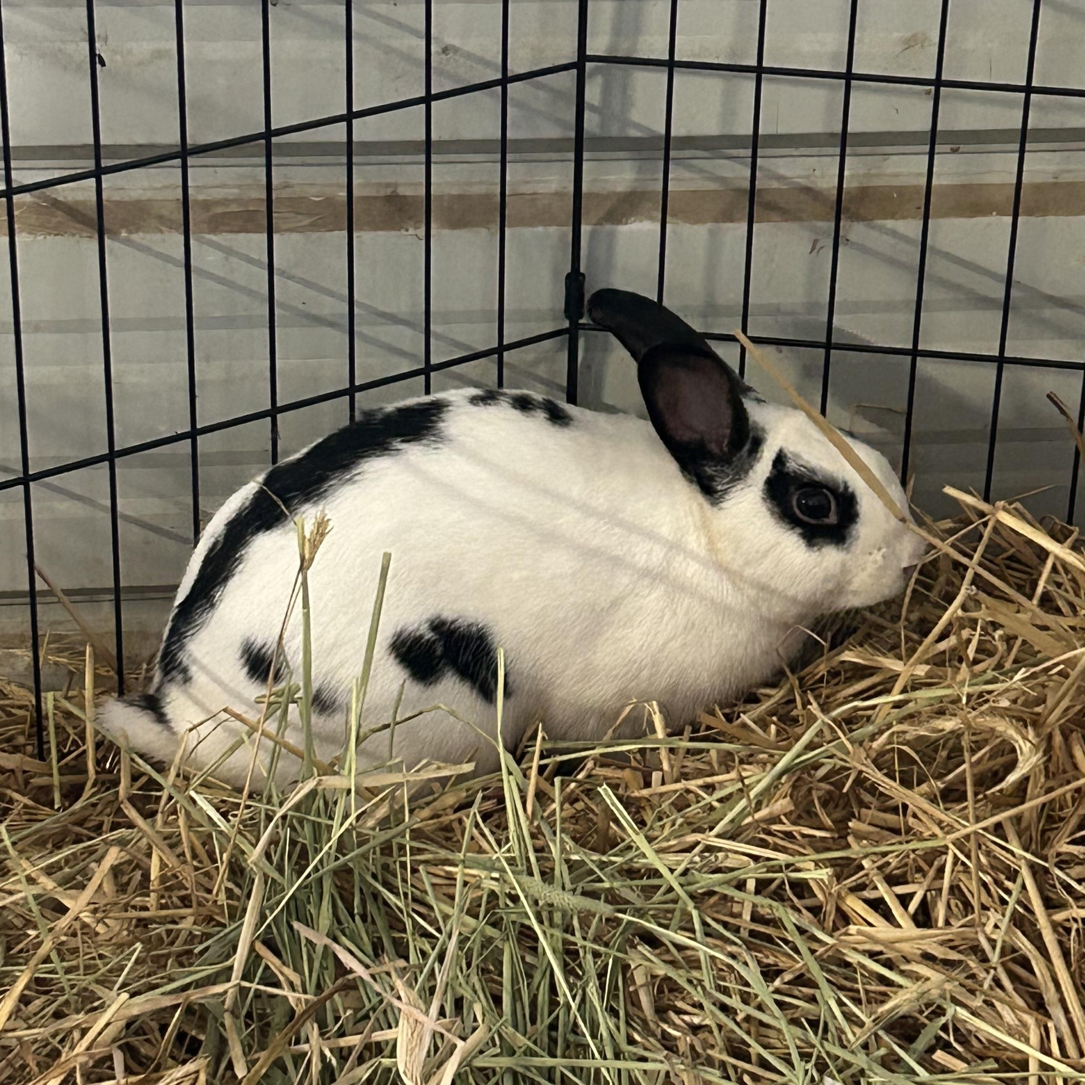 Enlarge Dancer, a ADOPTABLE mixed breed in Bishopville, SC image 1/1