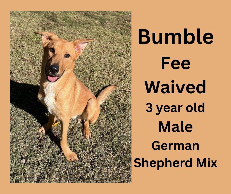 Enlarge Bumble, a ADOPTABLE mixed breed in Decatur, AL image 1/1