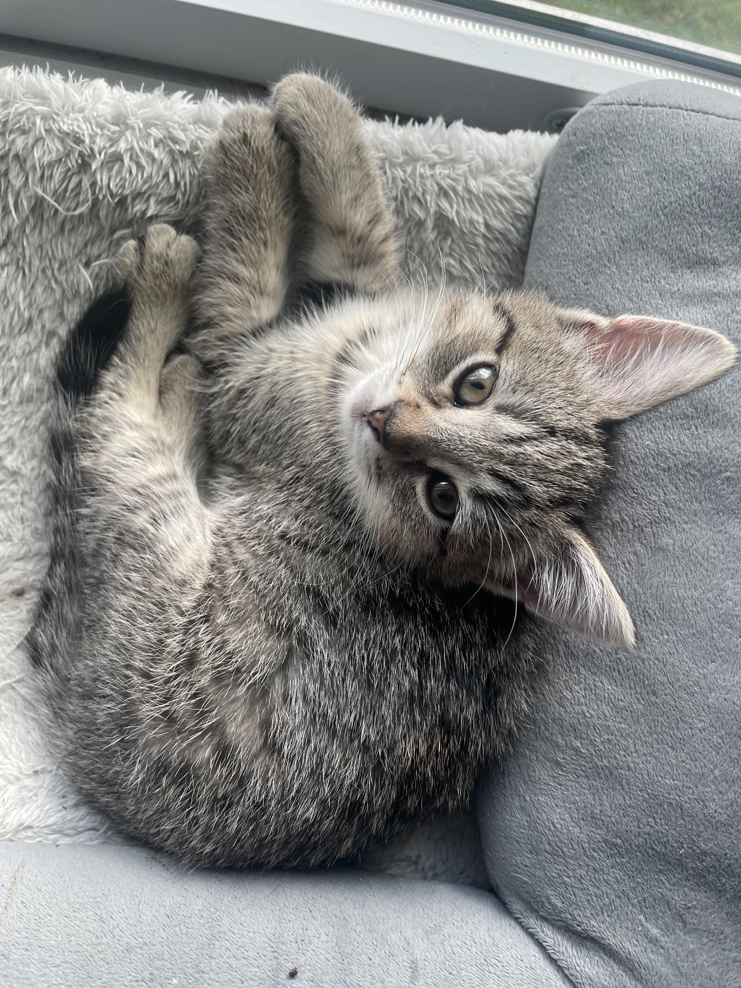 Enlarge Marigold, a Adopted Domestic Short Hair in Burlington, VT image 2/4