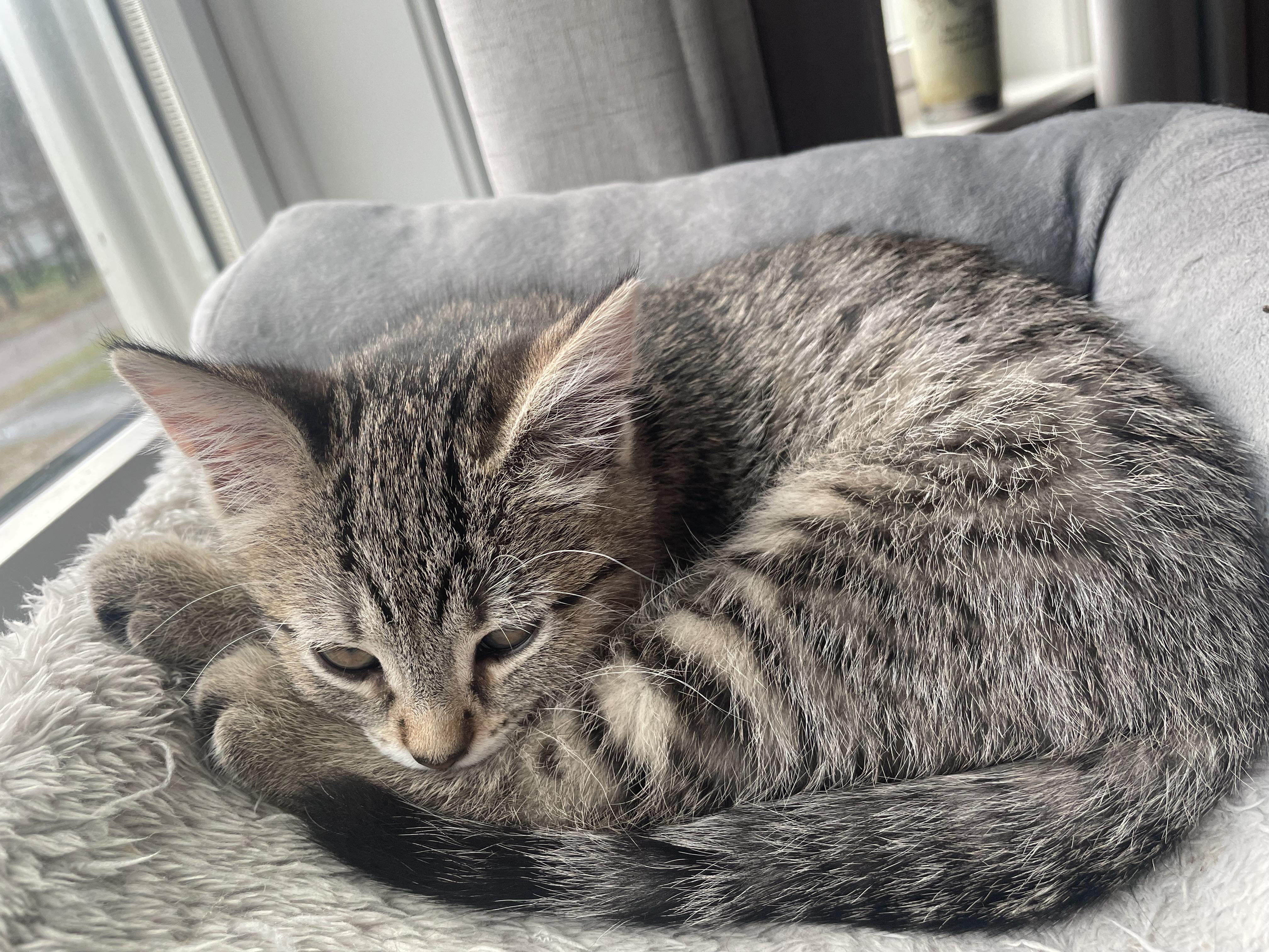 Enlarge Marigold, a Adopted Domestic Short Hair in Burlington, VT image 3/4