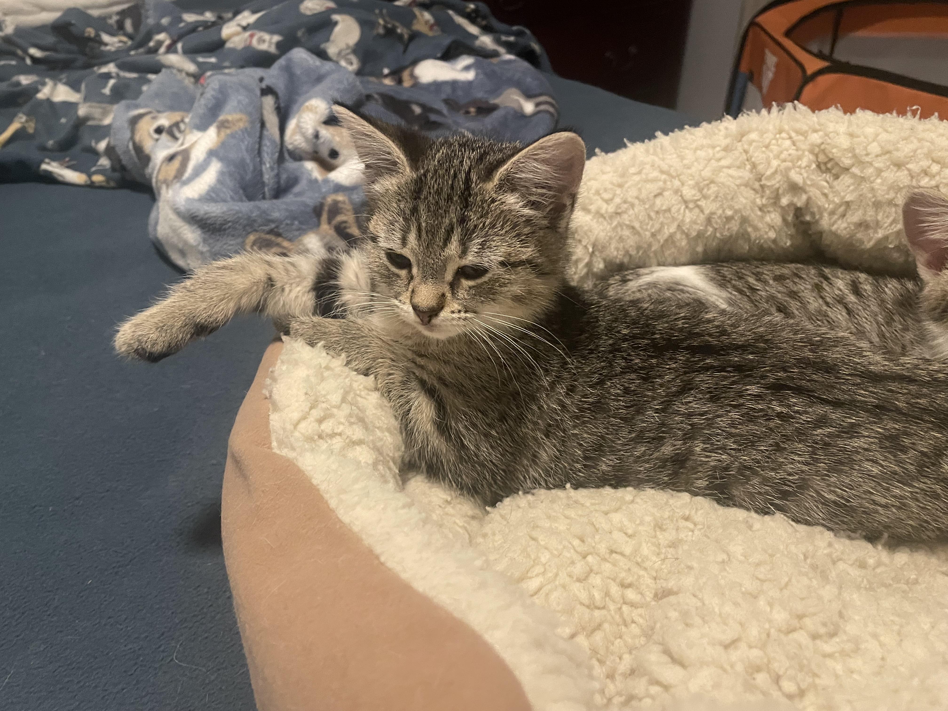 Enlarge Marigold, a Adopted Domestic Short Hair in Burlington, VT image 4/4