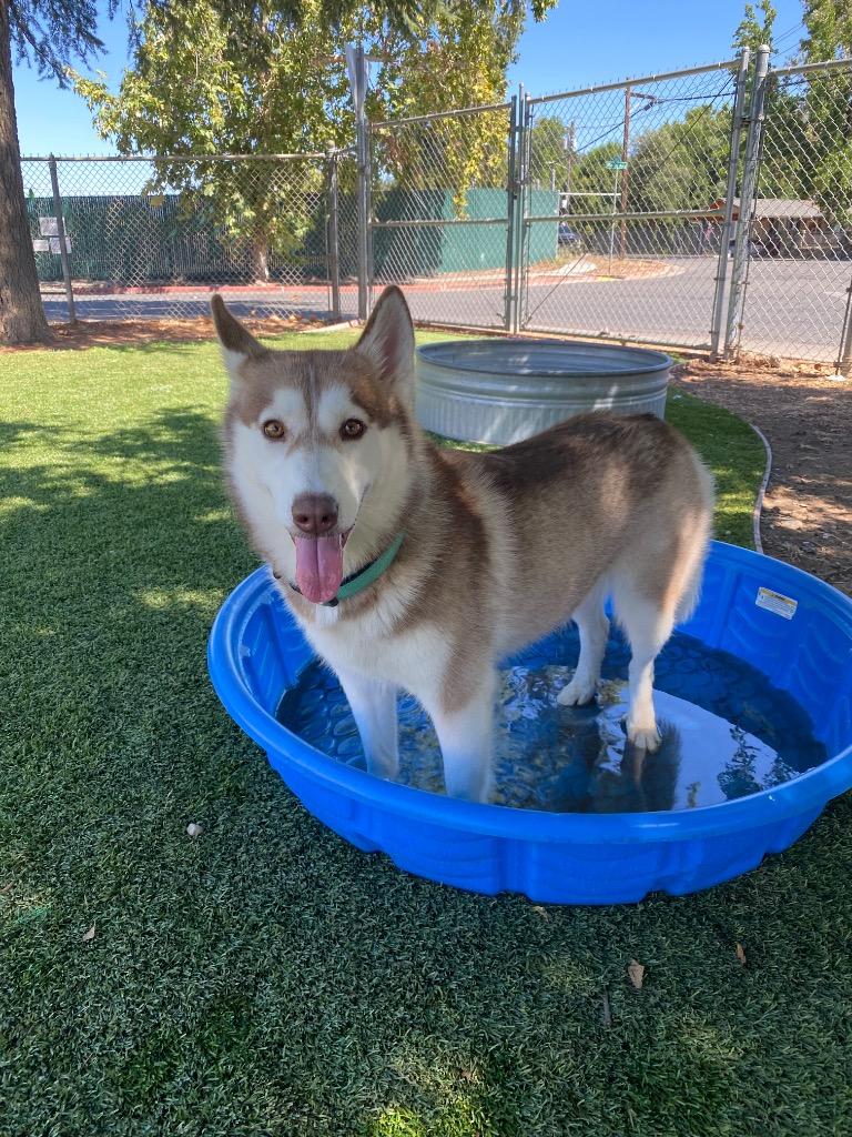 Laurel, Adoptable, Adult Female Husky.