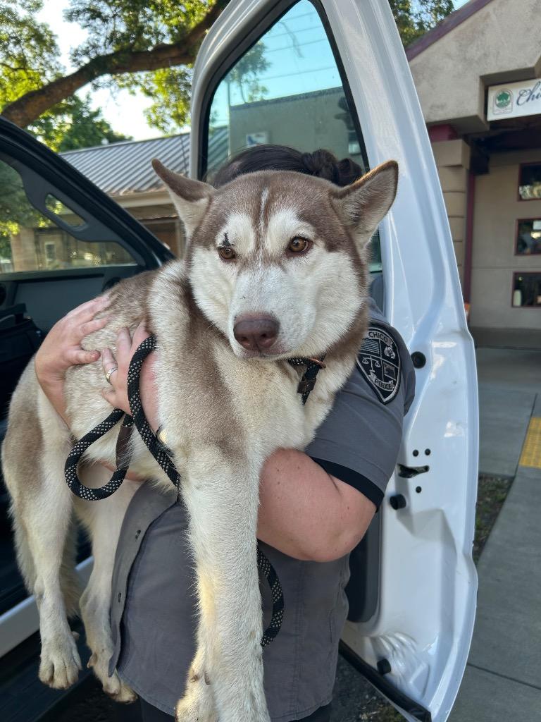 Enlarge Laurel, a Adoptable mixed breed in Chico, CA image 2/3