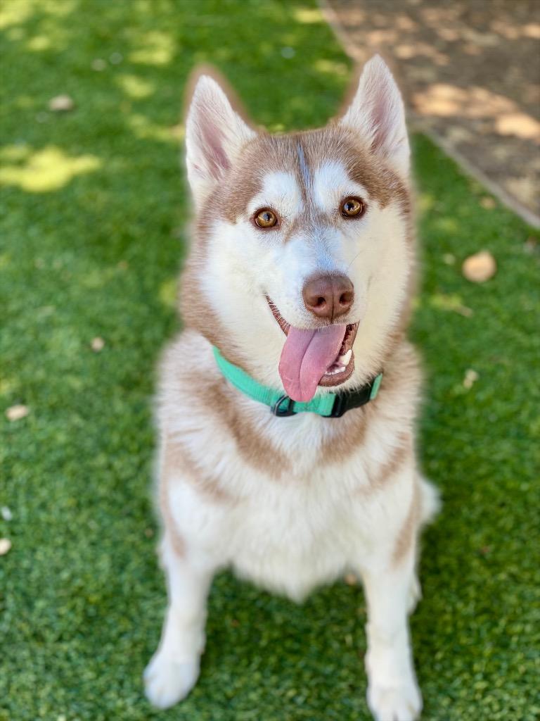 Enlarge Laurel, a Adoptable mixed breed in Chico, CA image 3/3