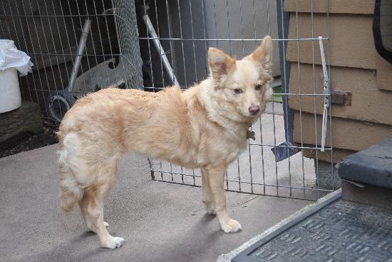 Enlarge Keely, a Adoptable Border Collie in Half Moon Bay, CA image 1/5