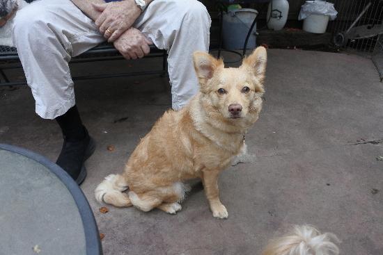 Enlarge Keely, a Adoptable Border Collie in Half Moon Bay, CA image 3/5