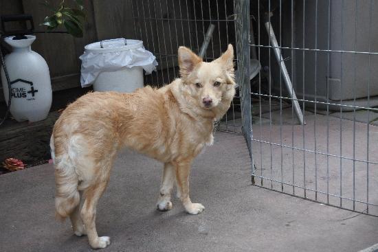 Enlarge Keely, a Adoptable Border Collie in Half Moon Bay, CA image 4/5