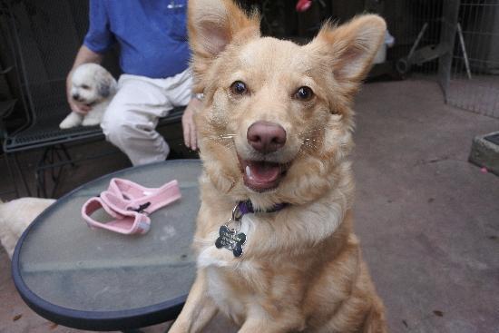 Enlarge Keely, a Adoptable Border Collie in Half Moon Bay, CA image 5/5
