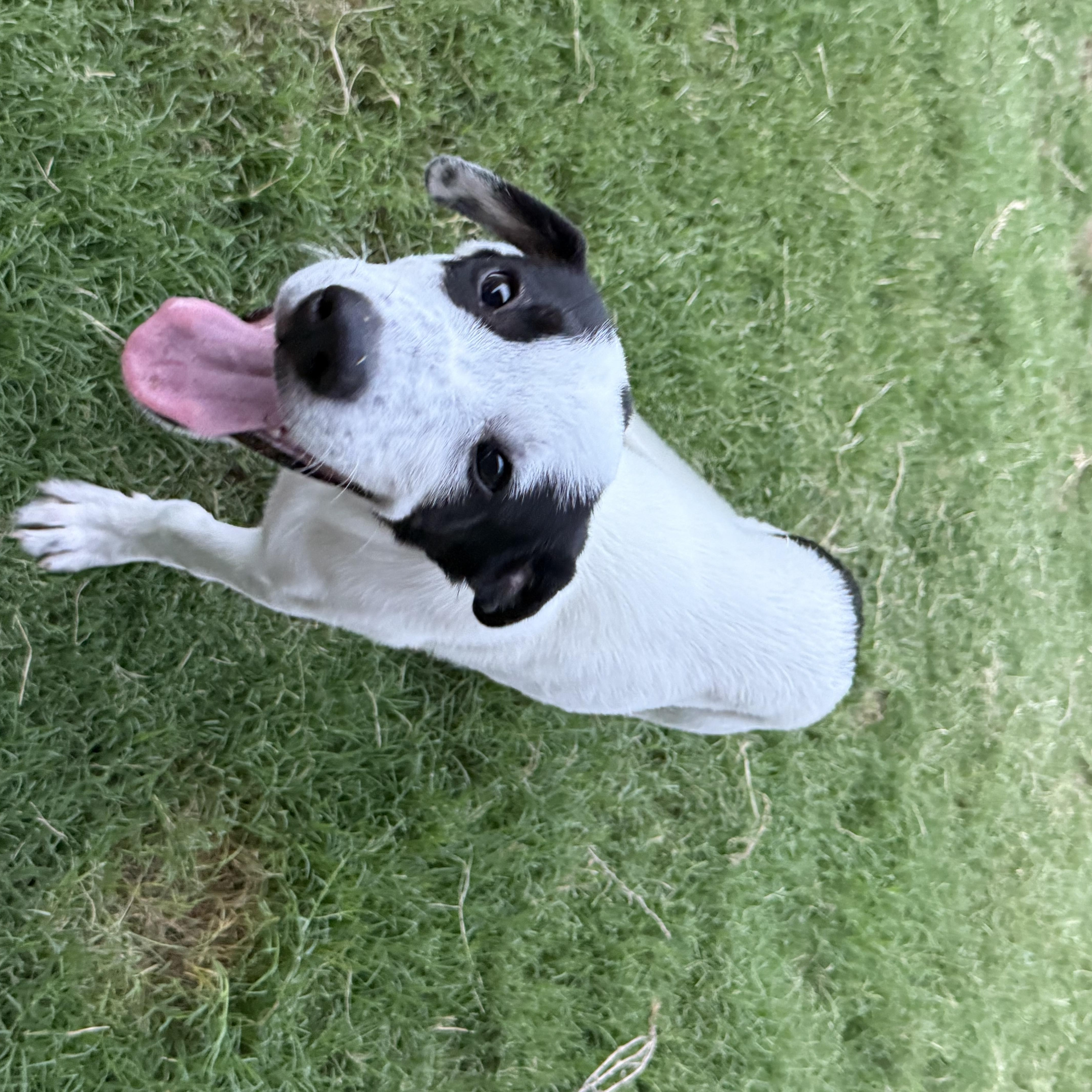 Arlo photo 2