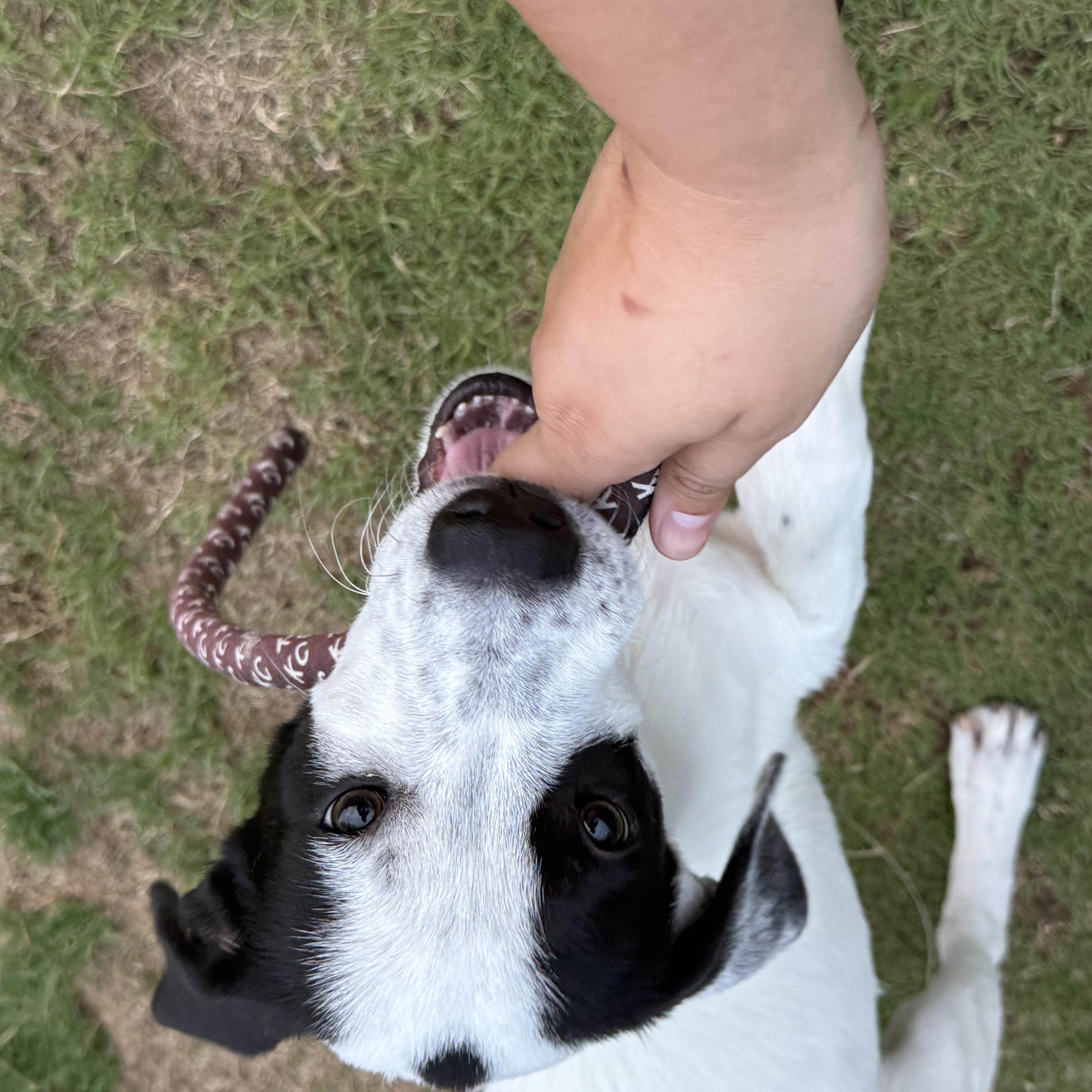 Arlo photo 3