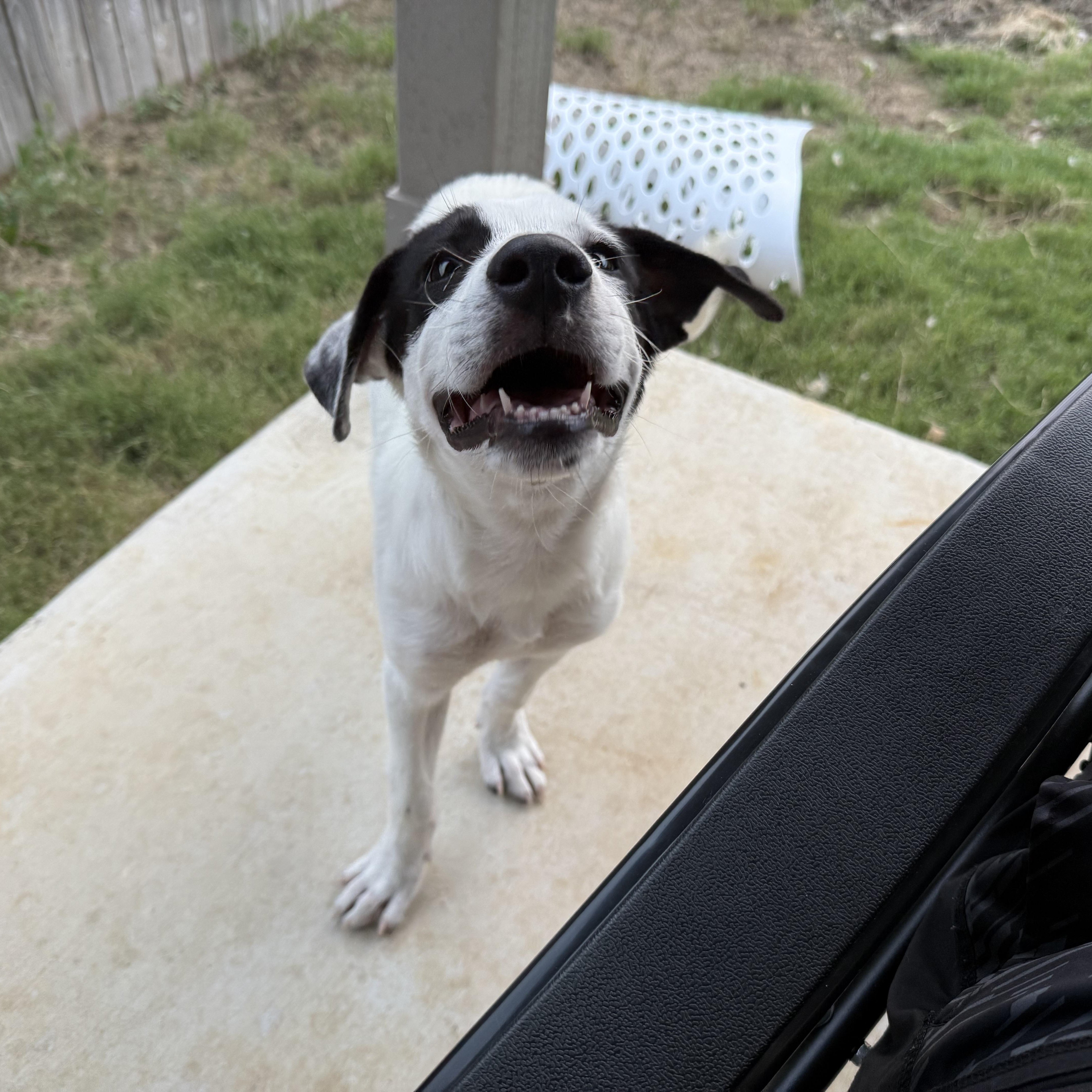Arlo photo 5