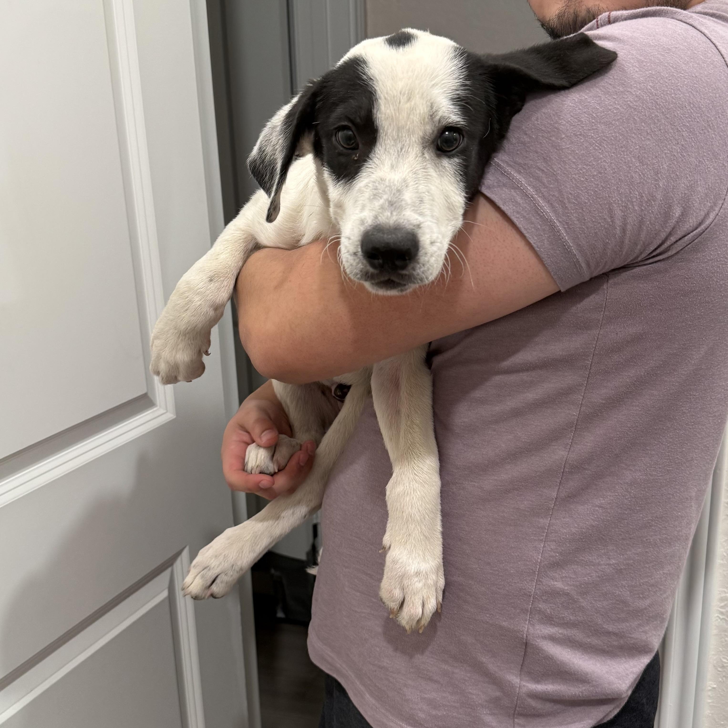 Arlo, Young Male Terrier