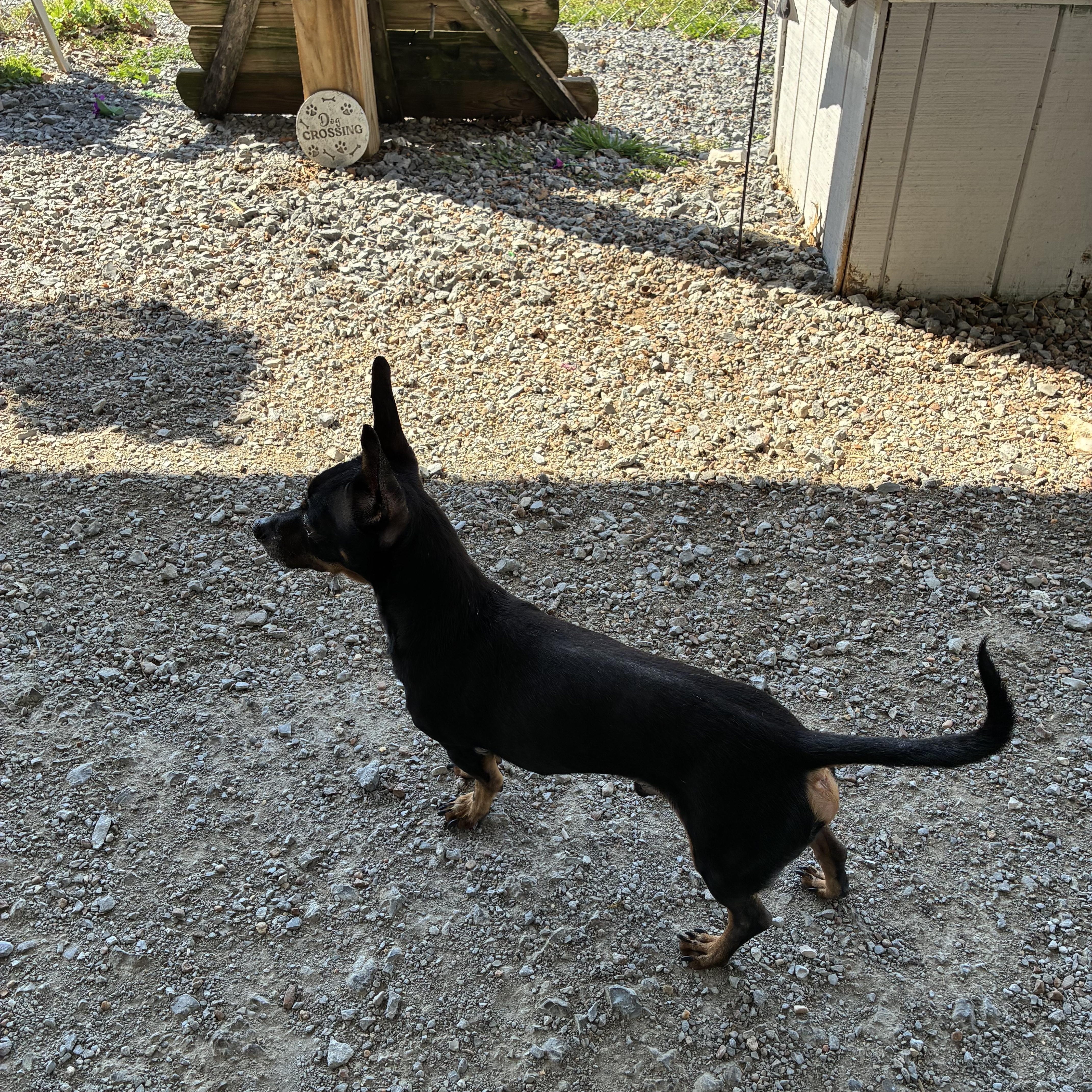Enlarge Harry , an adopted mixed breed in Shelbyville, TN image 2/3